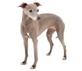 C:\Users\Админ\Desktop\sitesdefaultfilesstylessquare_medium_440x440public2022-07Italian-Greyhound.jpg
